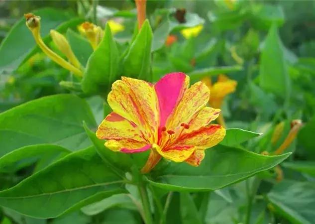 白胭脂花和紫茉莉有什么区别,紫茉莉是不是胭脂花