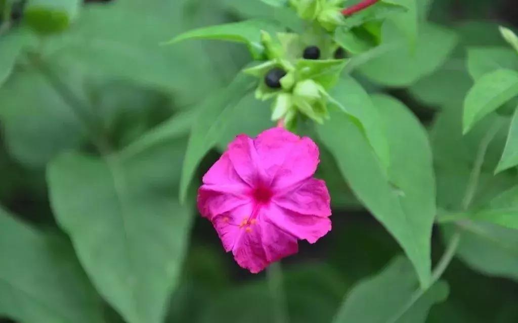 白胭脂花和紫茉莉有什么区别,紫茉莉是不是胭脂花