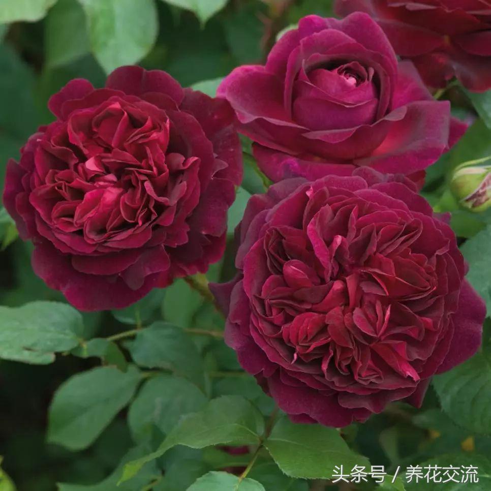 十款浓香型月季总有一款你会喜欢,什么月季花好养开的花又香
