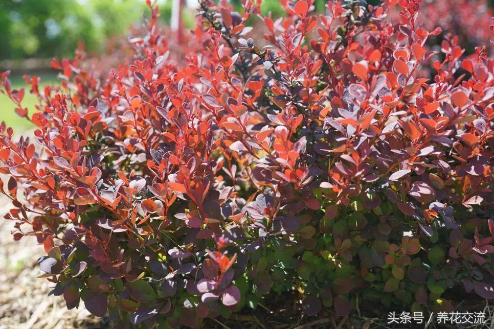 哪些植物能在盐碱地生存,北方碱性土壤适合养什么花