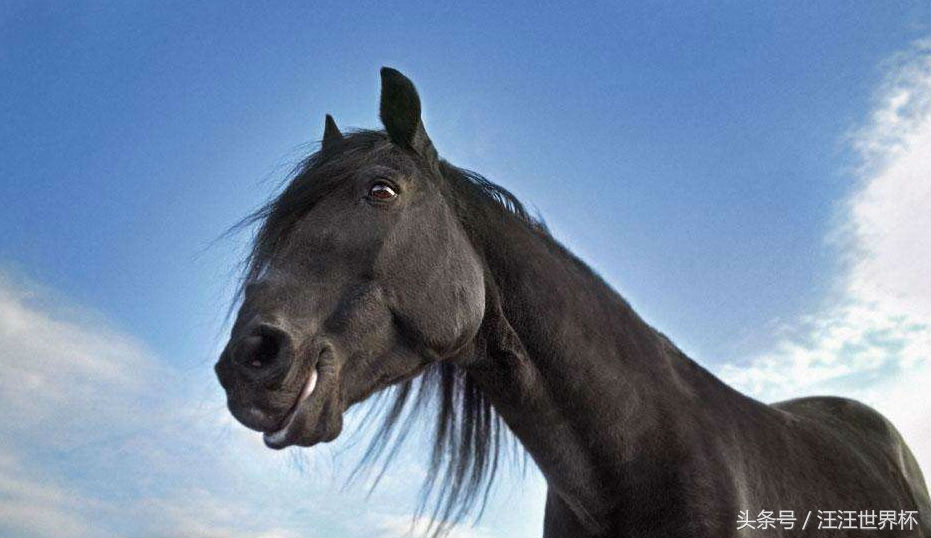 世界杯黑马猜想,世界杯2018猜想