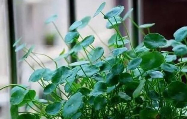 铜钱草烂根倒盆后怎么浇水,铜钱草烂根怎么办