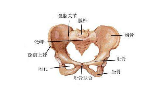 屁股小真的就不容易生育？老话这么说对吗？