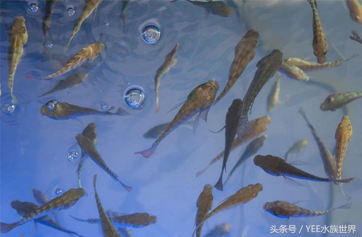 家里养几条鱼最有利于工作,家里养一群鱼