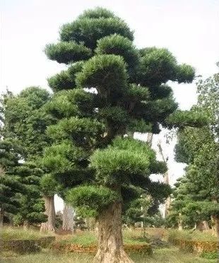 南平市的市花,福建省南平市市花