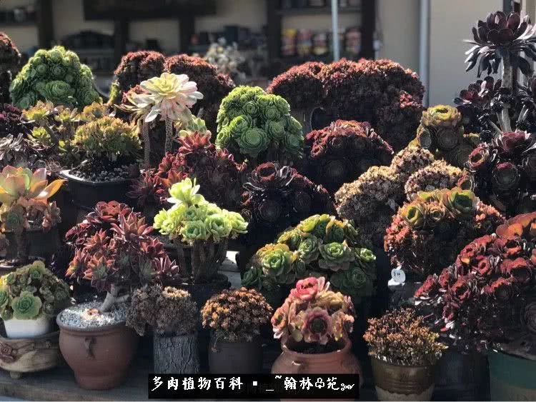 昆明精品多肉花园,昆明最好看的多肉花园