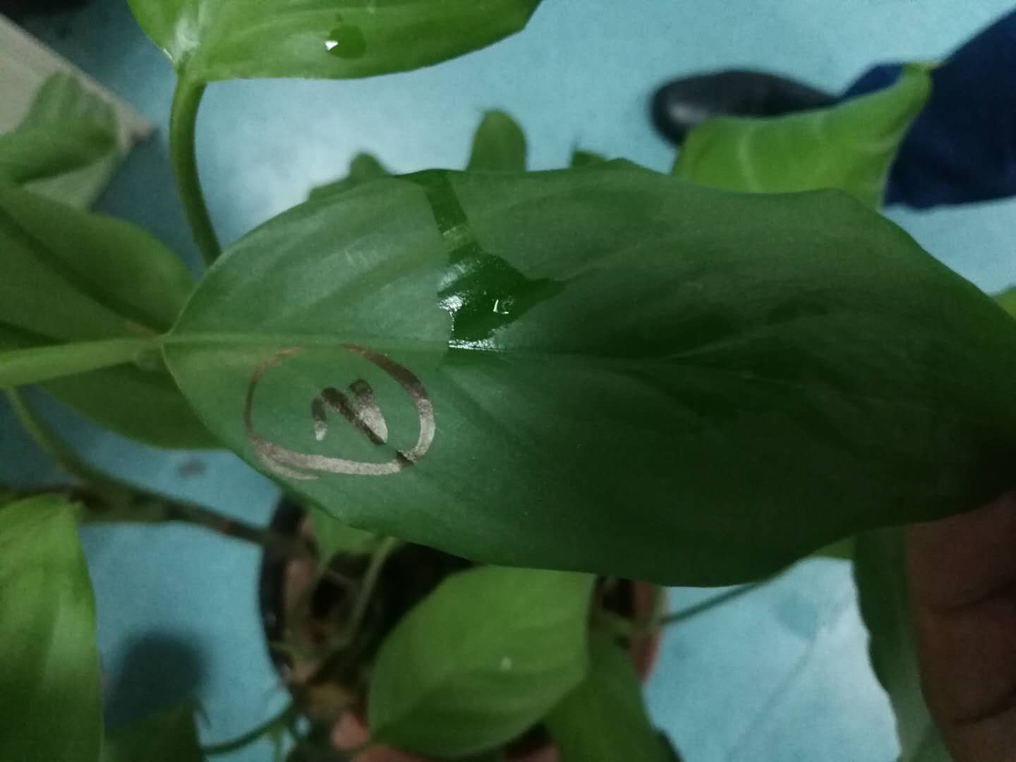 植物橙皮精油有什么功效 (橙皮植物精油效果怎么样)