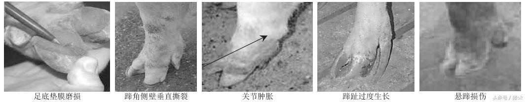 母猪蹄肿怎么治,母猪痛风怎么治疗