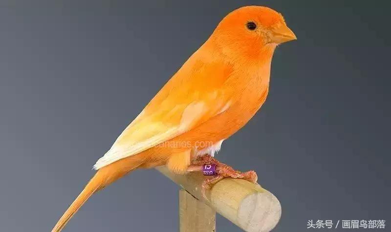 芙蓉鸟金丝鸟的饲养与繁殖,芙蓉鸟金丝雀要怎么上手才行