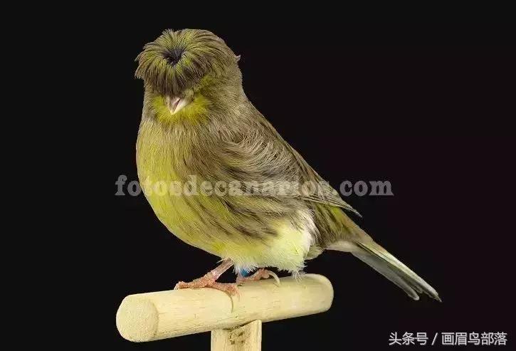 芙蓉鸟金丝鸟的饲养与繁殖,芙蓉鸟金丝雀要怎么上手才行