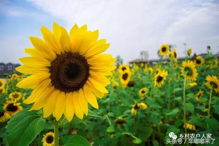 这个月去长寿泥地足球、赏百亩向日葵花海、划竹筏/皮船