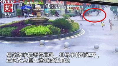遇到恶狗咬小狗咋办,遇到恶犬追咬如何自救