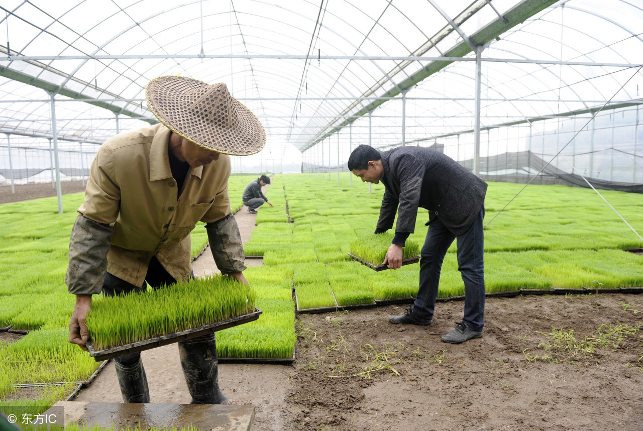 稻苗青枯立枯病怎么回事,水稻立枯病的防治方法是哪种