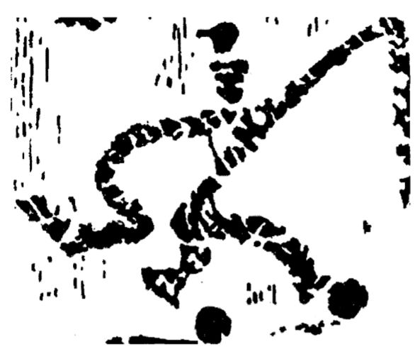 卡塔尔世界杯蹴鞠,蹴鞠世界杯