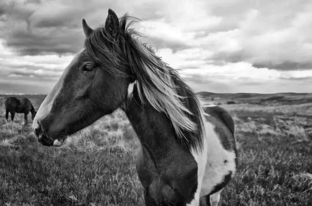 你是骏马，你是自由