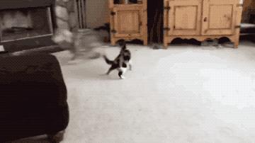 俄罗斯猫西伯利亚猫,战斗民族的猫有哪些