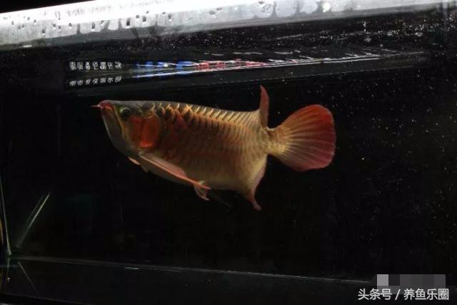 龙鱼不同时期应该做的事,龙鱼各个阶段关注什么