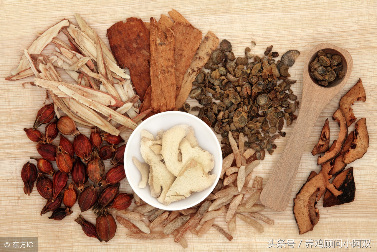养鸡病症及用药,治鸡病土方子大全
