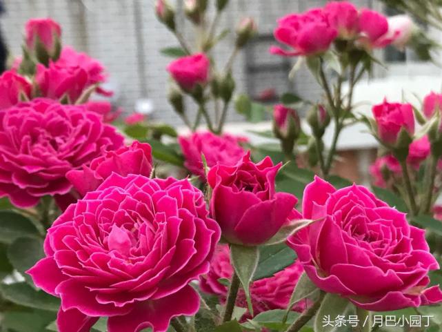 刚买来月季盲枝特别多怎么办,月季盲枝的原因及解决方法