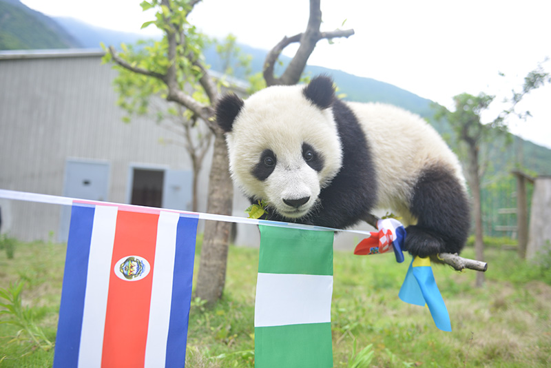 萌哭2017新生大熊猫宝宝齐亮,萌哭小熊猫幼崽