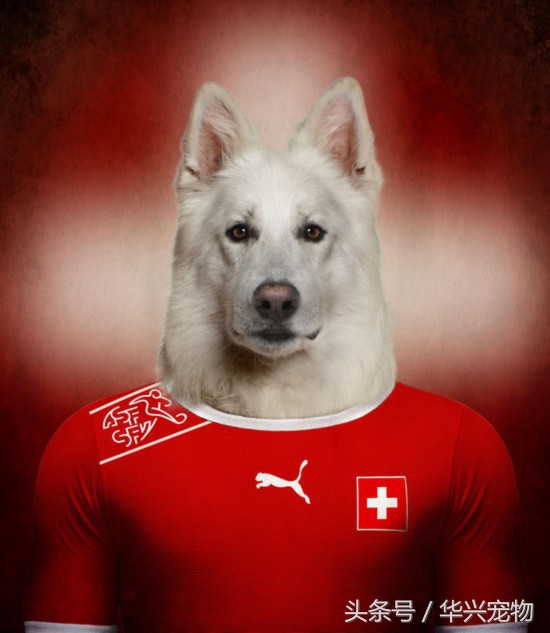 世界杯足球狗狗闯入赛场,足球世界杯狗狗视频