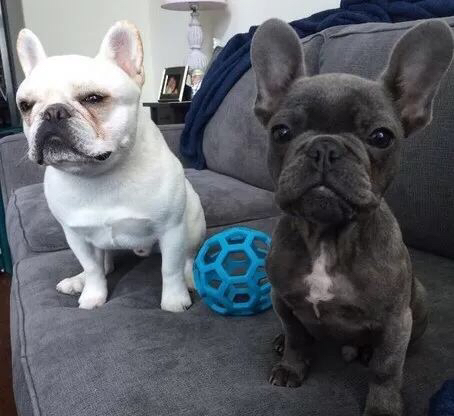 如何养好法斗必知的健康问题,法斗没养好不会爆头吗