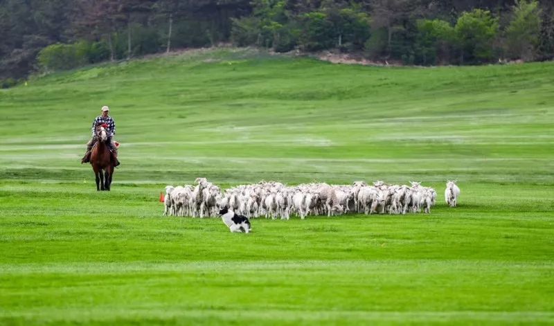 大连富力希尔顿度假酒店,大连希尔顿酒店图片大全