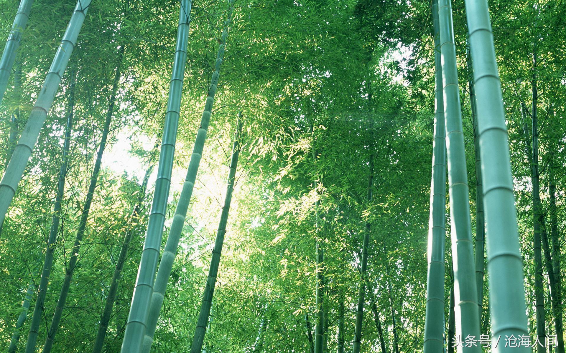 卧虎藏龙背景音乐古典音乐,卧虎藏龙竹林背景音乐
