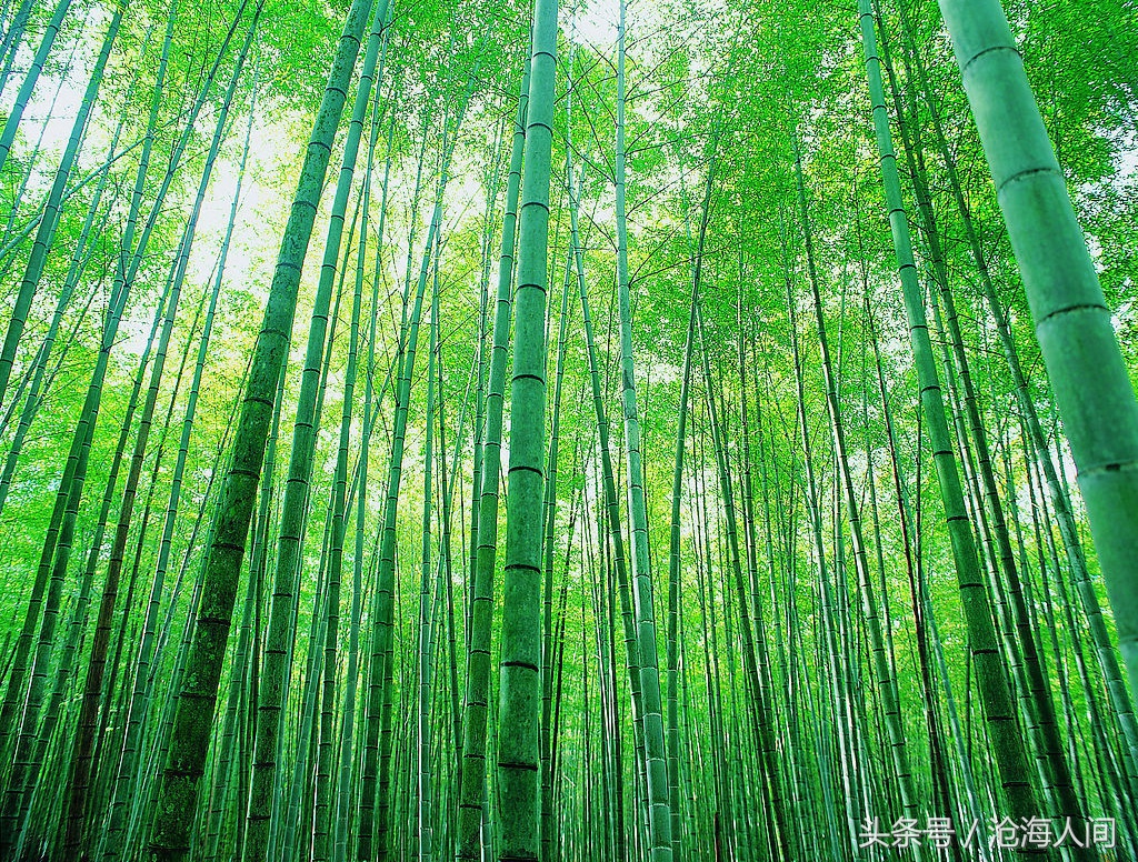 卧虎藏龙背景音乐古典音乐,卧虎藏龙竹林背景音乐