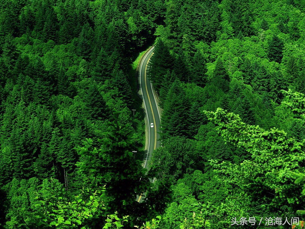 卧虎藏龙背景音乐古典音乐,卧虎藏龙竹林背景音乐