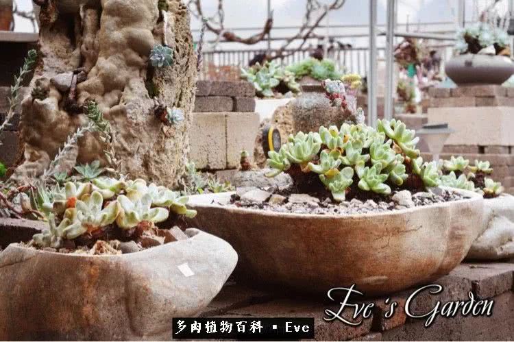 仙女杯多肉夏天大量消耗叶片,多肉植物拇指仙女杯