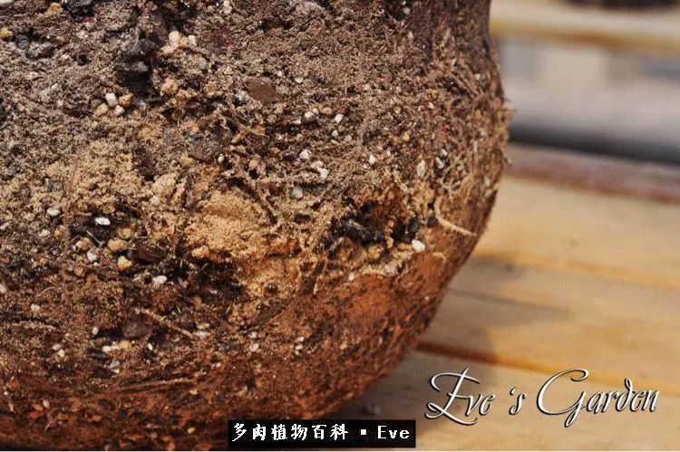 仙女杯多肉夏天大量消耗叶片,多肉植物拇指仙女杯