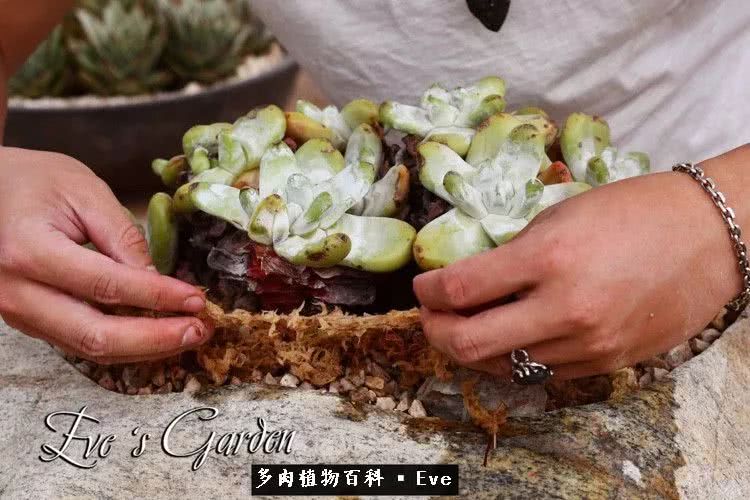 仙女杯多肉夏天大量消耗叶片,多肉植物拇指仙女杯