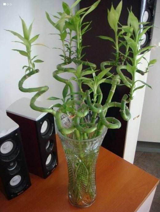 养殖富贵竹叶子黄了怎么办,转运竹叶子发黄怎么办