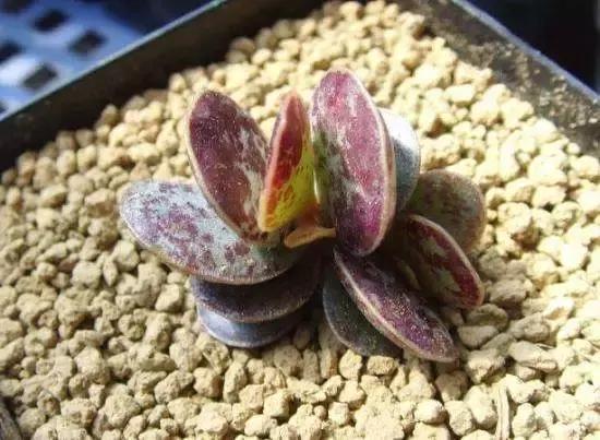 海豹水泡多肉的养护,水泡系列多肉哪些好养活