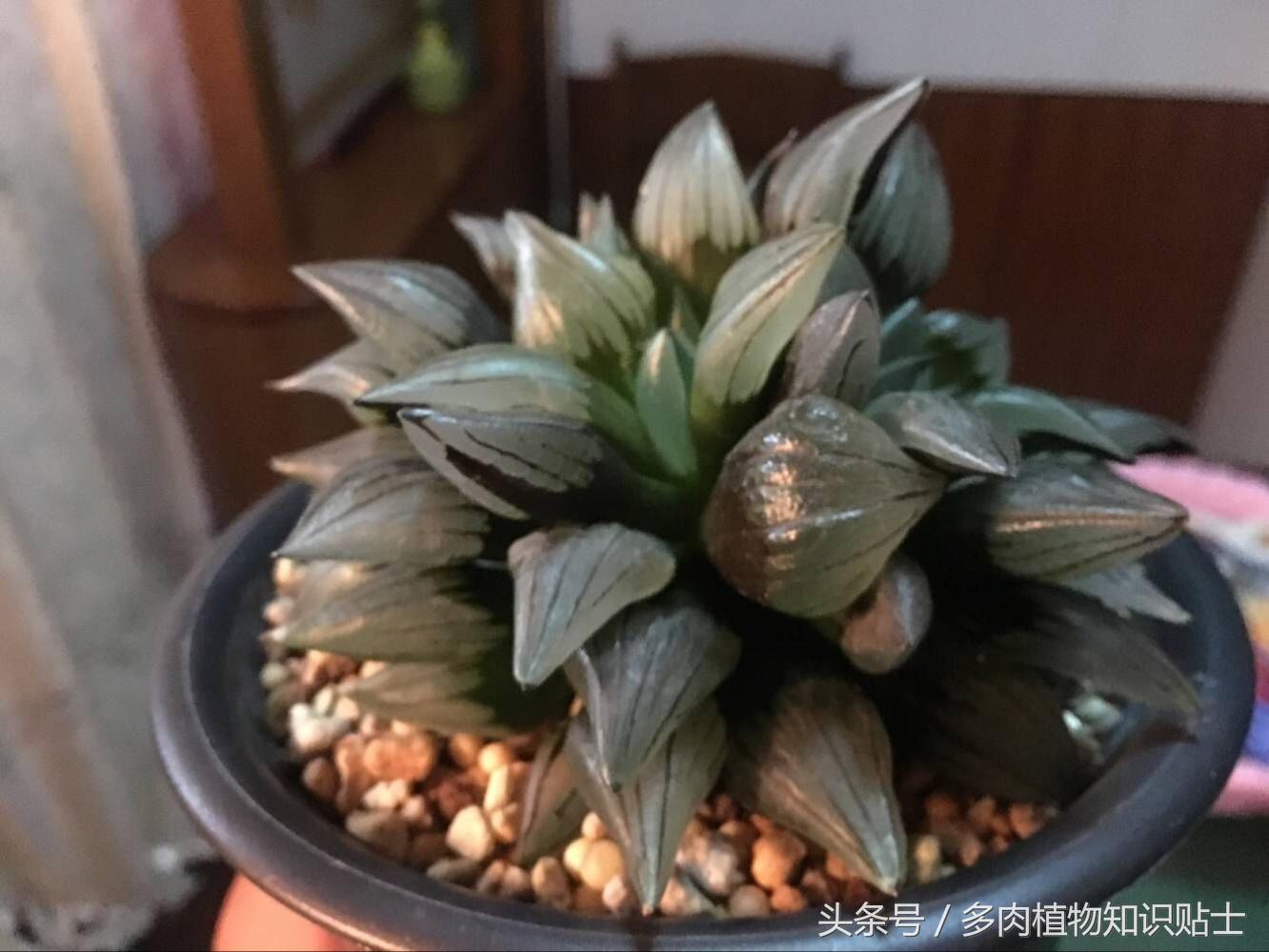 多肉怎么买才划算,多肉商家分析