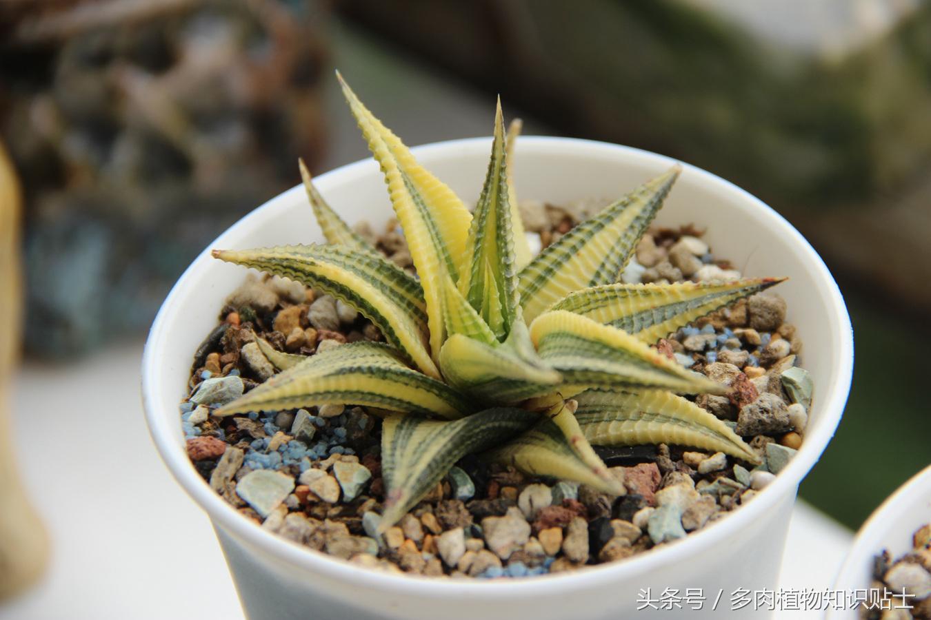 多肉怎么买才划算,多肉商家分析