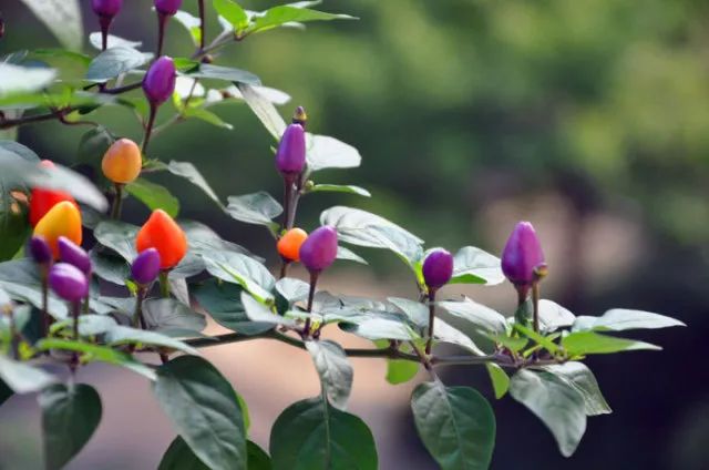 家中有人生病适合摆放什么摆件,家里摆大盆栽