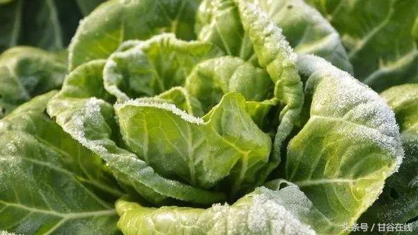 你会说不会写的甘谷方言,甘谷方言土语大全