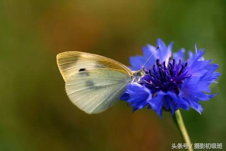 玩微距配哪些器材,玩摄影应该选择什么摄影机