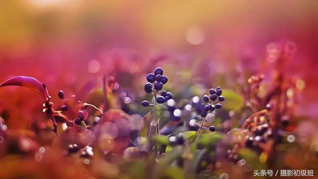 玩微距配哪些器材,玩摄影应该选择什么摄影机