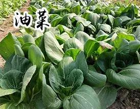 长春附近的农家乐,长春有什么好玩的农家乐