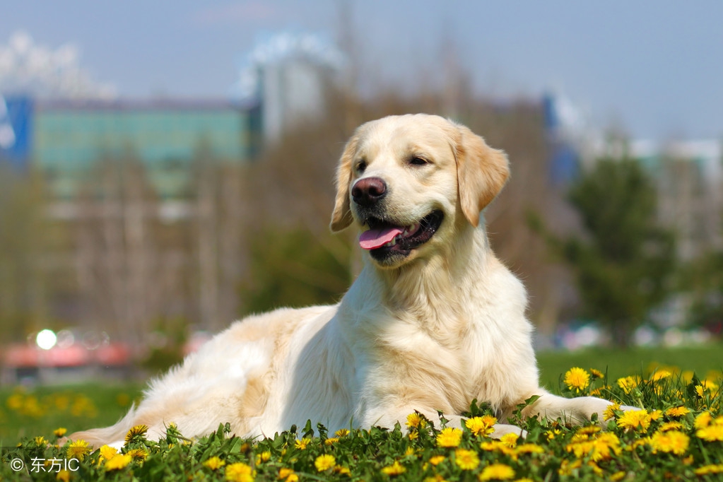 选宠物关注什么,宠物狗怎么选好