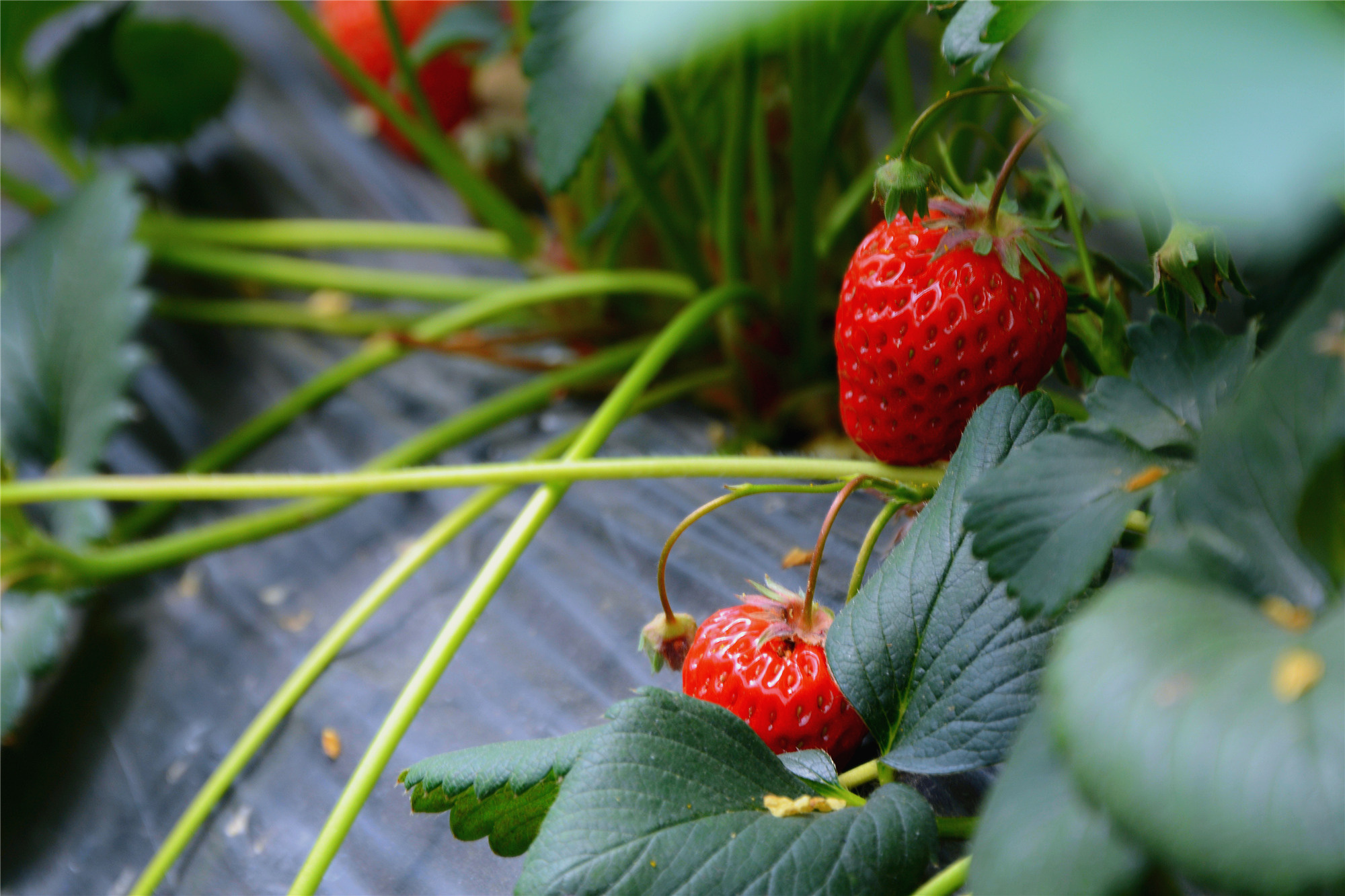 苏州哪里小桥流水人家,苏州少数人知道的好玩地方