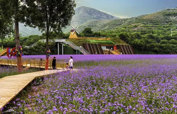 鹿泉春天去哪看花海,鹿泉区花海