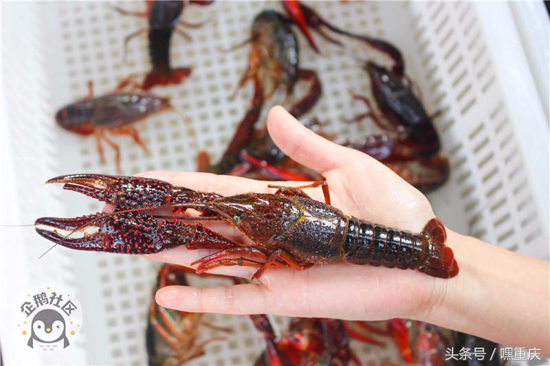 激情世界杯狂欢月，重庆主城这些餐厅有大屏幕可看球！