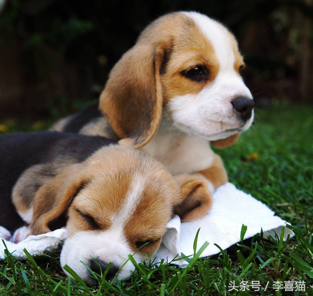 除了仓鼠猫狗以外的小型宠物推荐,除了猫狗还有什么可爱的家养宠物