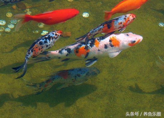 锦鲤池滤材可以反复使用吗,锦鲤池滤材清洗的正确方法