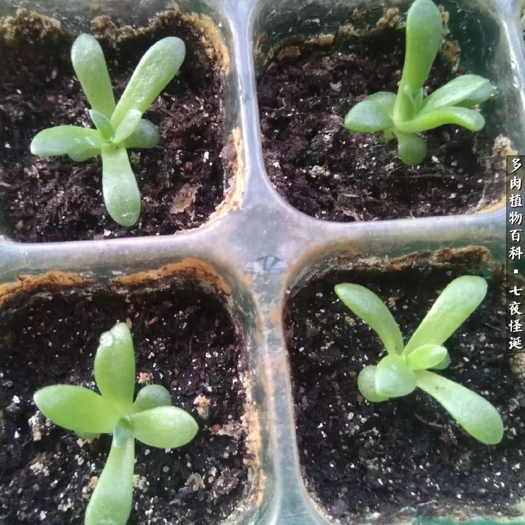 怎样做多肉盆手工,在家怎么制作多肉盆