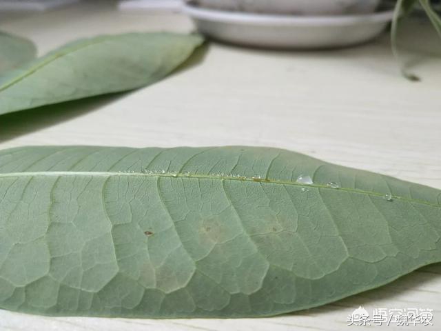 发财树叶片发黄叶片薄是什么原因,发财树叶片有黑色霉斑叶片脱落